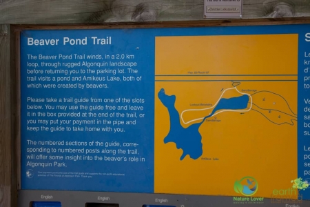 761667391 Algonquin's Beaver Pond Trail