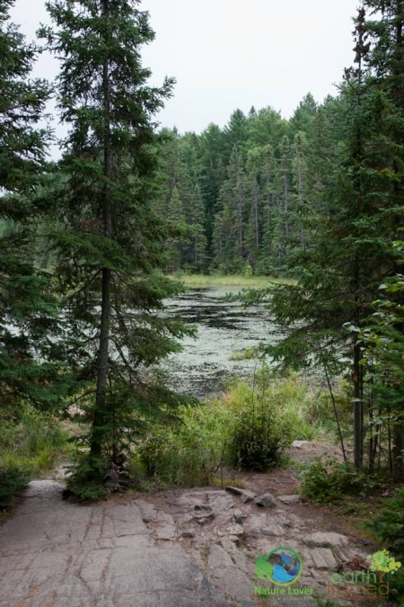 1376701999 Algonquin's Beaver Pond Trail