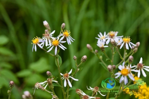 1001749881 Wildflowers At Costello Lake Picnic Area - Algonquin Park