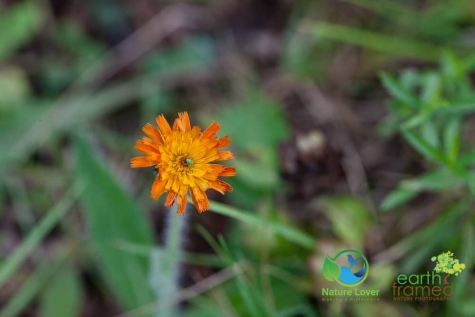 1635584513 Wildflowers At Costello Lake Picnic Area - Algonquin Park
