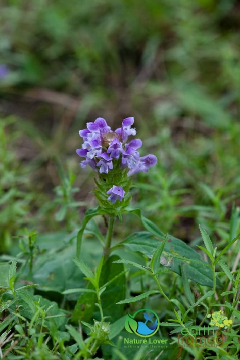 420435690 Wildflowers At Costello Lake Picnic Area - Algonquin Park