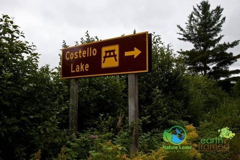 3165037482 Wildflowers At Costello Lake Picnic Area - Algonquin Park
