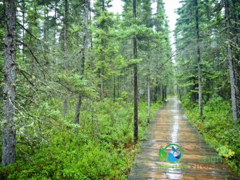 1124615305 Algonquin Park - Spruce Bog Boardwalk