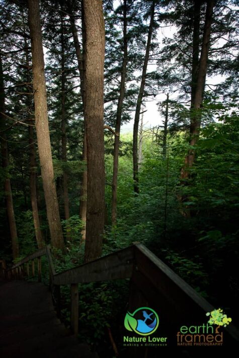 2717368954 Algonquin Park - Track and Tower Trail