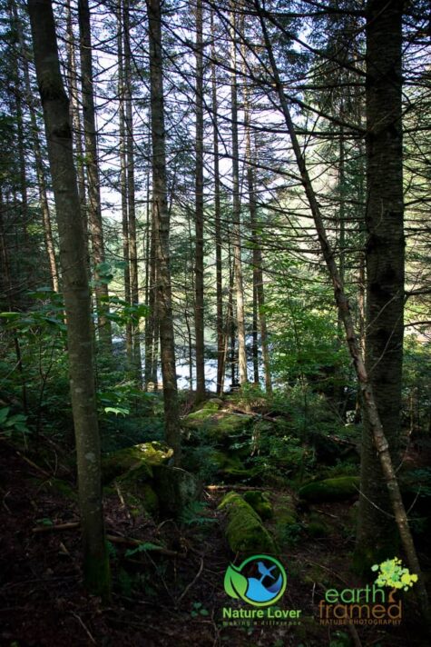2203352530 Algonquin Park - Track and Tower Trail