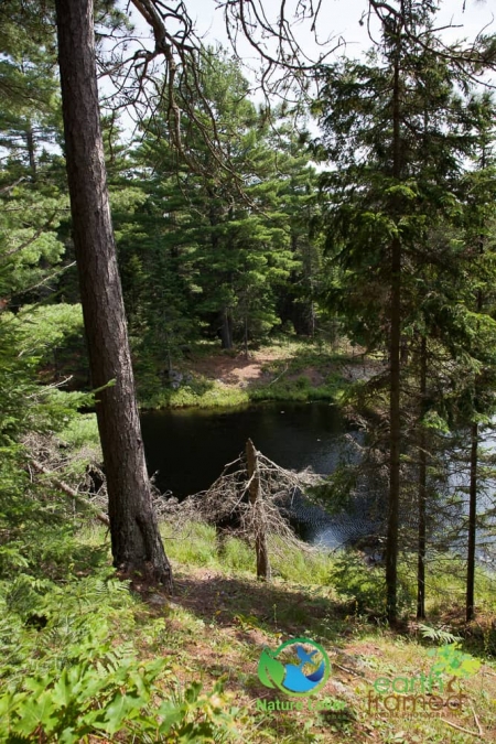 85863306 Algonquin's Beaver Pond Trail