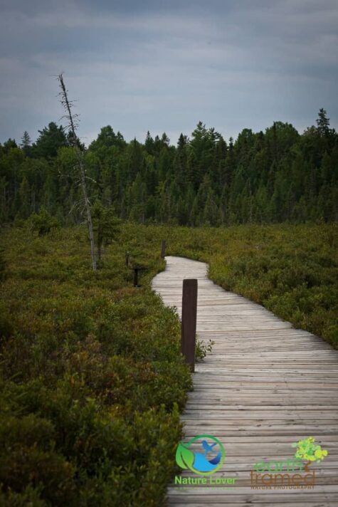 3521172876 Algonquin Park - Spruce Bog Boardwalk