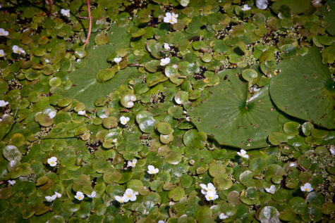 1570026781 Charleston Lake Provincial Park - Tallow Rock Bay Trail