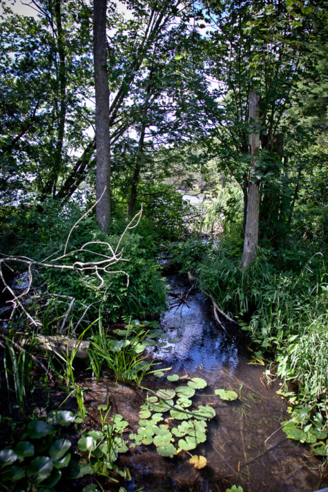 293490508 Charleston Lake Provincial Park - Tallow Rock Bay Trail