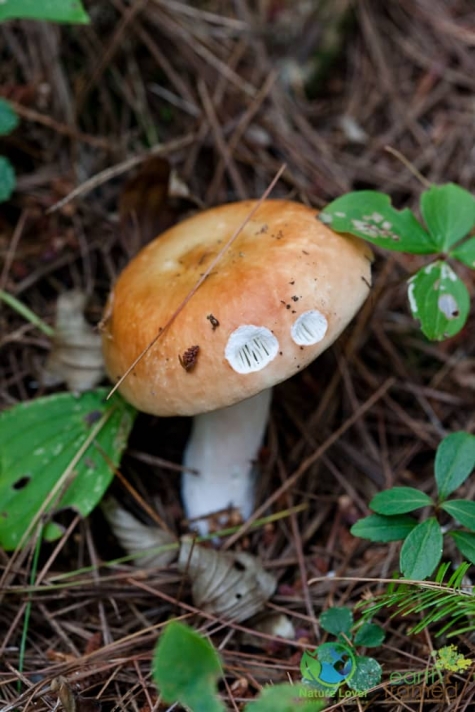 4081281429 Spotting Mushrooms On Algonquin's Bat Lake Trail