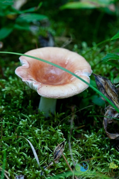 2223374748 Spotting Mushrooms On Algonquin's Bat Lake Trail