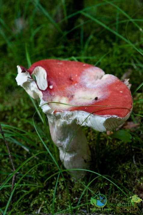 2293356907 Spotting Mushrooms On Algonquin's Bat Lake Trail