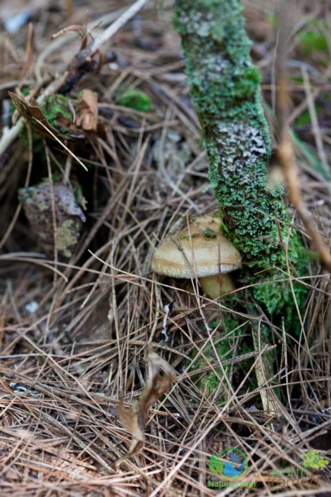4226850726 Spotting Mushrooms On Algonquin's Bat Lake Trail
