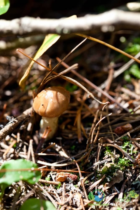 2683923838 Spotting Mushrooms On Algonquin's Bat Lake Trail