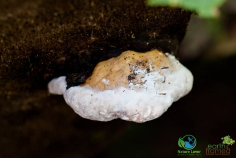 2639483976 Spotting Mushrooms On Algonquin's Bat Lake Trail