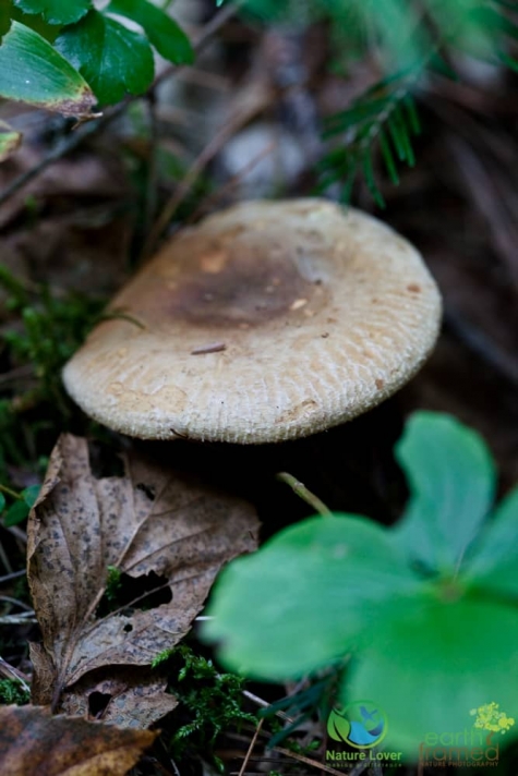 2476051150 Spotting Mushrooms On Algonquin's Bat Lake Trail