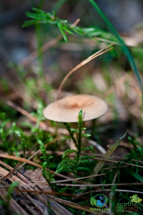 4288403240 Spotting Mushrooms On Algonquin's Bat Lake Trail