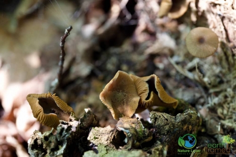 596178756 Spotting Mushrooms On Algonquin's Bat Lake Trail