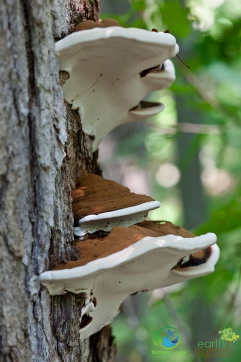 3518520184 Spotting Mushrooms On Algonquin's Bat Lake Trail