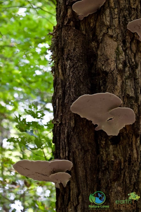 3182823070 Spotting Mushrooms On Algonquin's Bat Lake Trail
