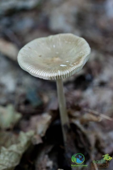 2932786498 Spotting Mushrooms On Algonquin's Bat Lake Trail
