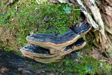 1484871533 Spotting Mushrooms On Algonquin's Bat Lake Trail