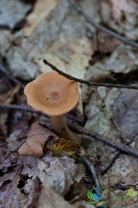 3986471025 Spotting Mushrooms On Algonquin's Bat Lake Trail
