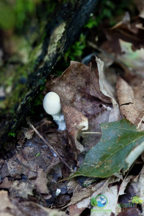 2807087737 Spotting Mushrooms On Algonquin's Bat Lake Trail