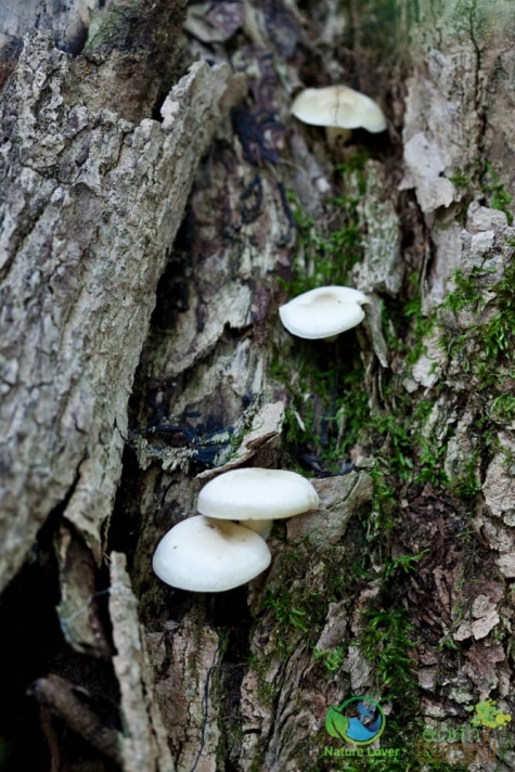 2054358858 Spotting Mushrooms On Algonquin's Bat Lake Trail