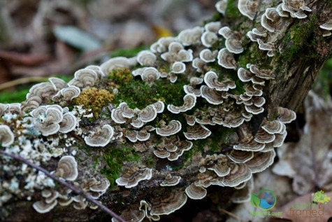 2408139020 Spotting Mushrooms On Algonquin's Bat Lake Trail