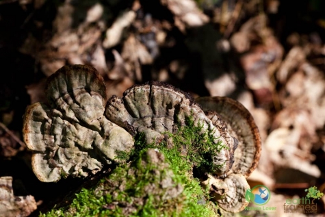 8443198 Spotting Mushrooms On Algonquin's Bat Lake Trail