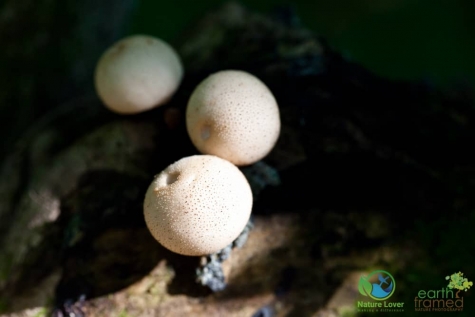 2030344938 Spotting Mushrooms On Algonquin's Bat Lake Trail