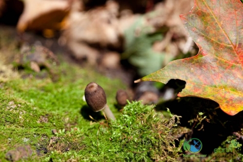3007055037 Spotting Mushrooms On Algonquin's Bat Lake Trail