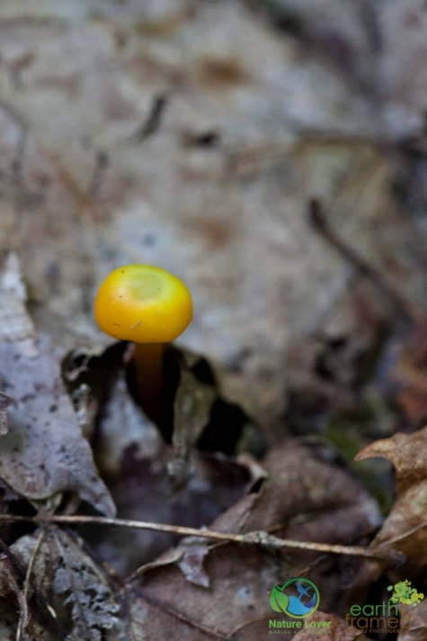 3187333691 Spotting Mushrooms On Algonquin's Bat Lake Trail