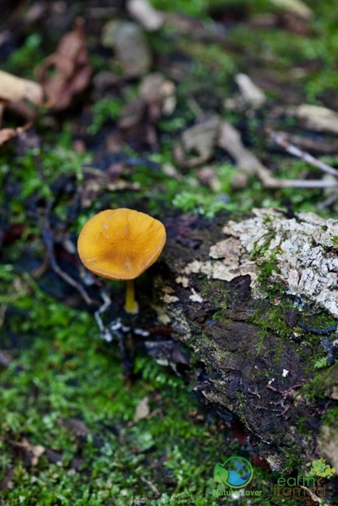 531595570 Spotting Mushrooms On Algonquin's Bat Lake Trail