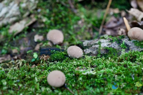 1566856196 Spotting Mushrooms On Algonquin's Bat Lake Trail