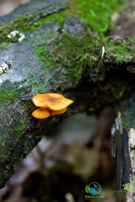 3867985352 Spotting Mushrooms On Algonquin's Bat Lake Trail