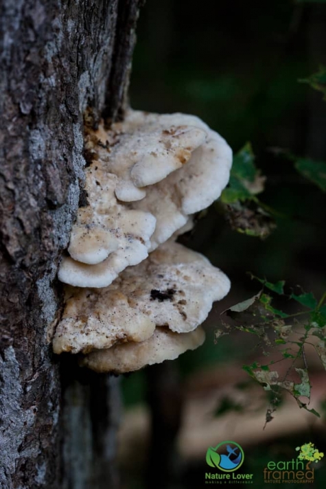 2193004358 Spotting Mushrooms On Algonquin's Bat Lake Trail