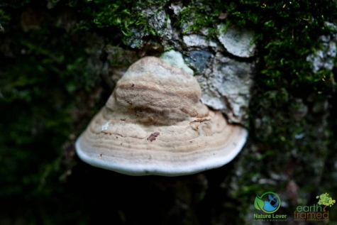 2625574844 Spotting Mushrooms On Algonquin's Bat Lake Trail