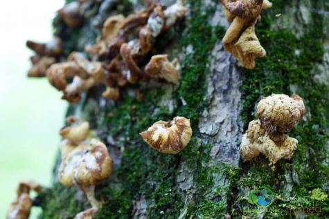 3858454632 Spotting Mushrooms On Algonquin's Bat Lake Trail