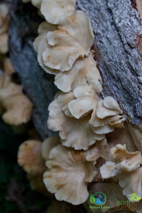 548070803 Spotting Mushrooms On Algonquin's Bat Lake Trail