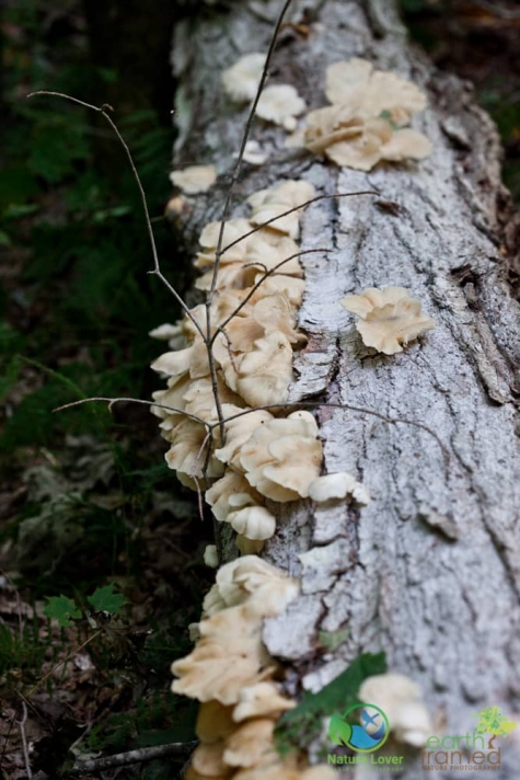 1496230471 Spotting Mushrooms On Algonquin's Bat Lake Trail