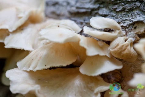 2215473012 Spotting Mushrooms On Algonquin's Bat Lake Trail