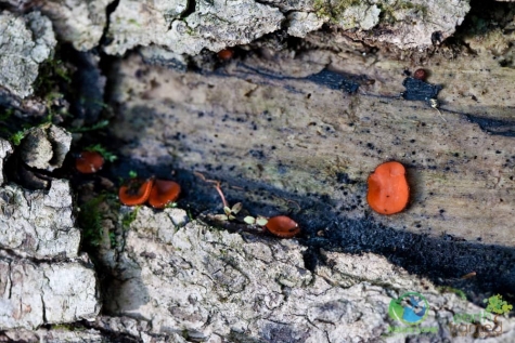 1031795802 Spotting Mushrooms On Algonquin's Bat Lake Trail