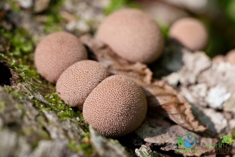 1291588784 Spotting Mushrooms On Algonquin's Bat Lake Trail