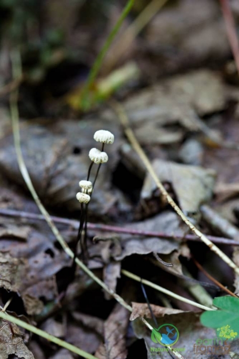1002341858 Spotting Mushrooms On Algonquin's Bat Lake Trail
