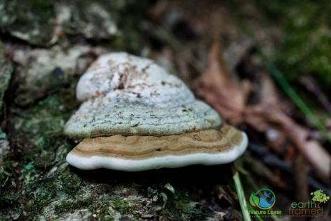 2469320690 Spotting Mushrooms On Algonquin's Bat Lake Trail