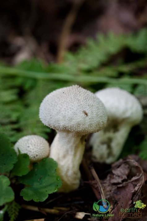 3485618293 Spotting Mushrooms On Algonquin's Bat Lake Trail