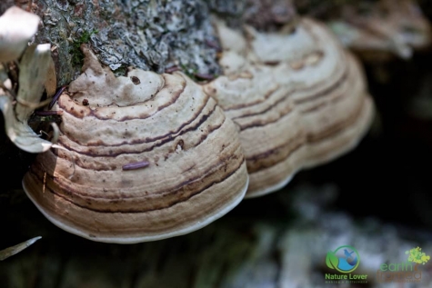 4212595680 Spotting Mushrooms On Algonquin's Bat Lake Trail