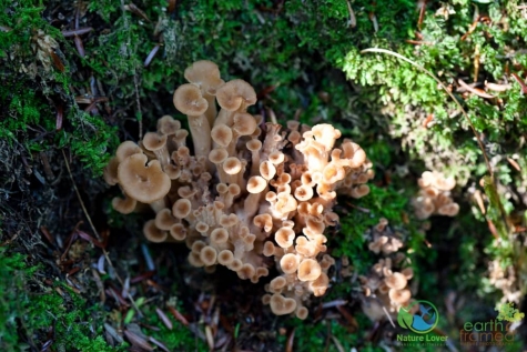 2824723277 Spotting Mushrooms On Algonquin's Bat Lake Trail